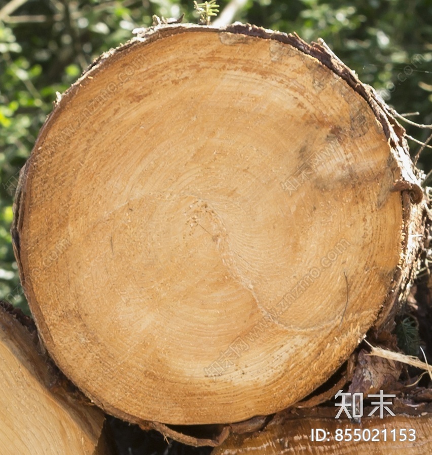 树干切面贴图下载【id:855021153】