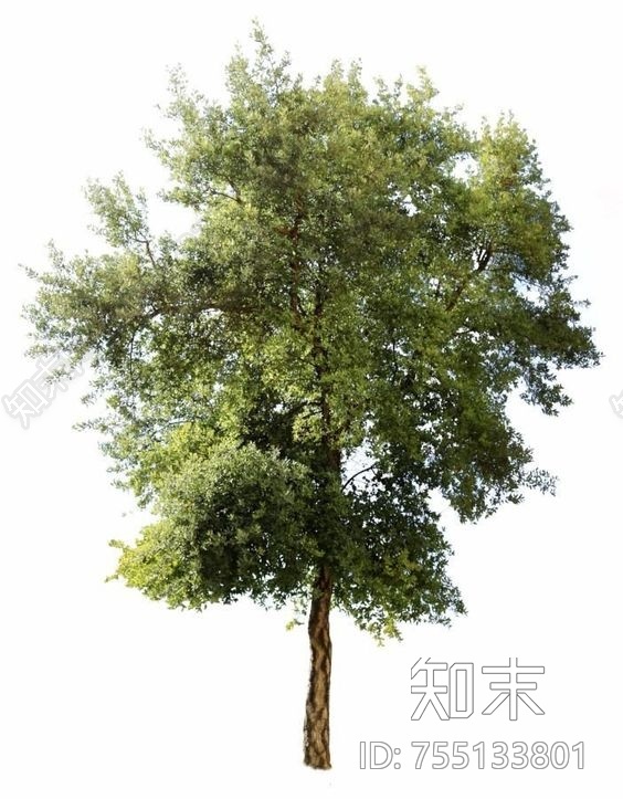 树贴图下载【id:755133801】_树植物花草绿植树木树草