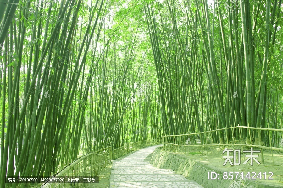 高清绿色树林竹林壁纸贴图贴图下载