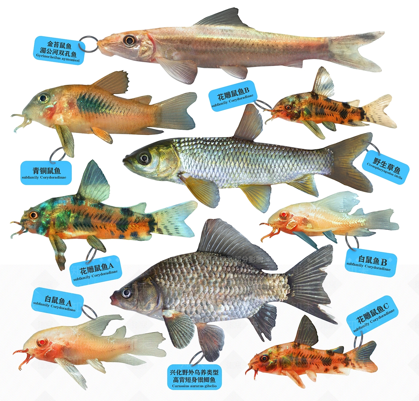 现代草鱼3d模型下载【id:686168150】