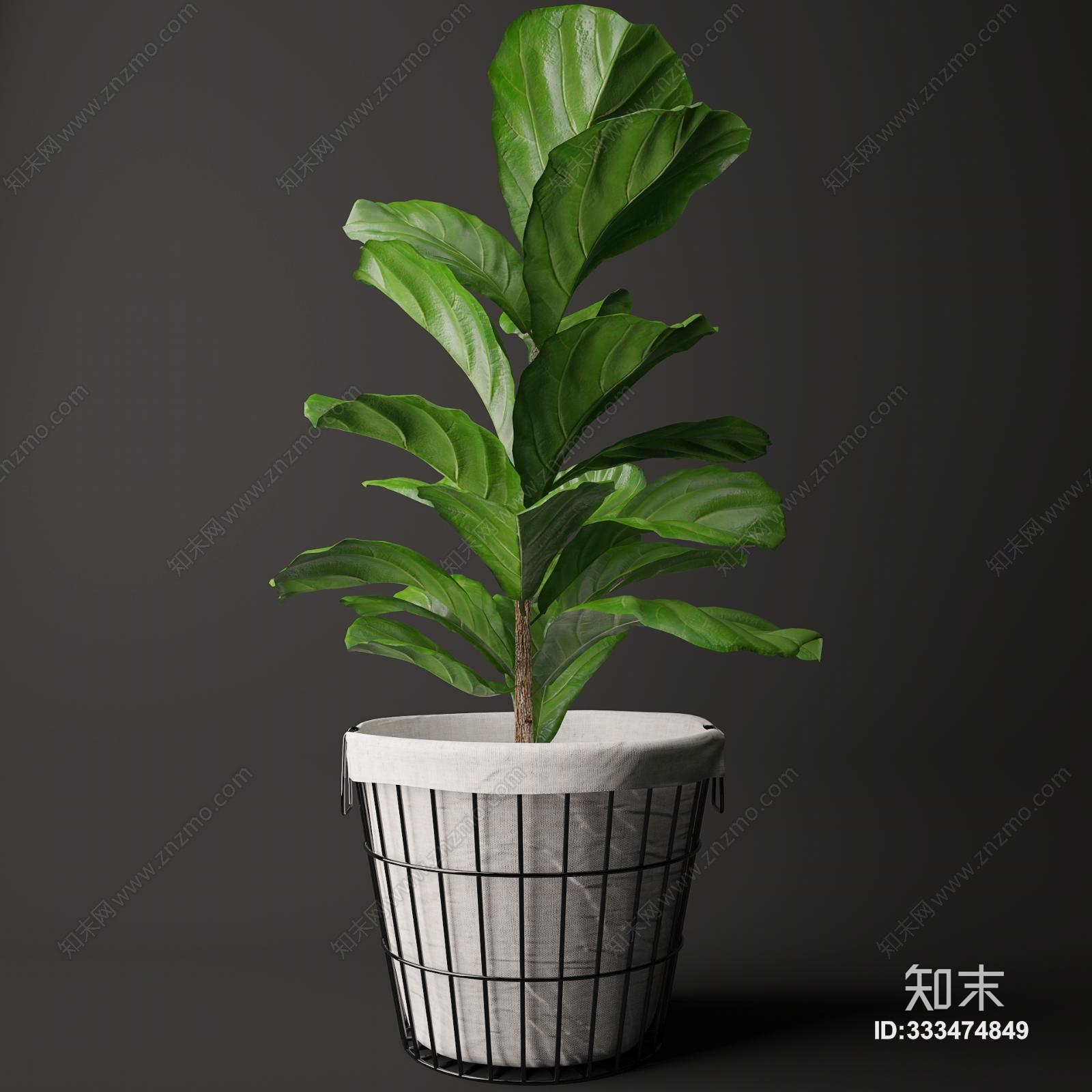 现代阔叶盆栽植物3d模型下载