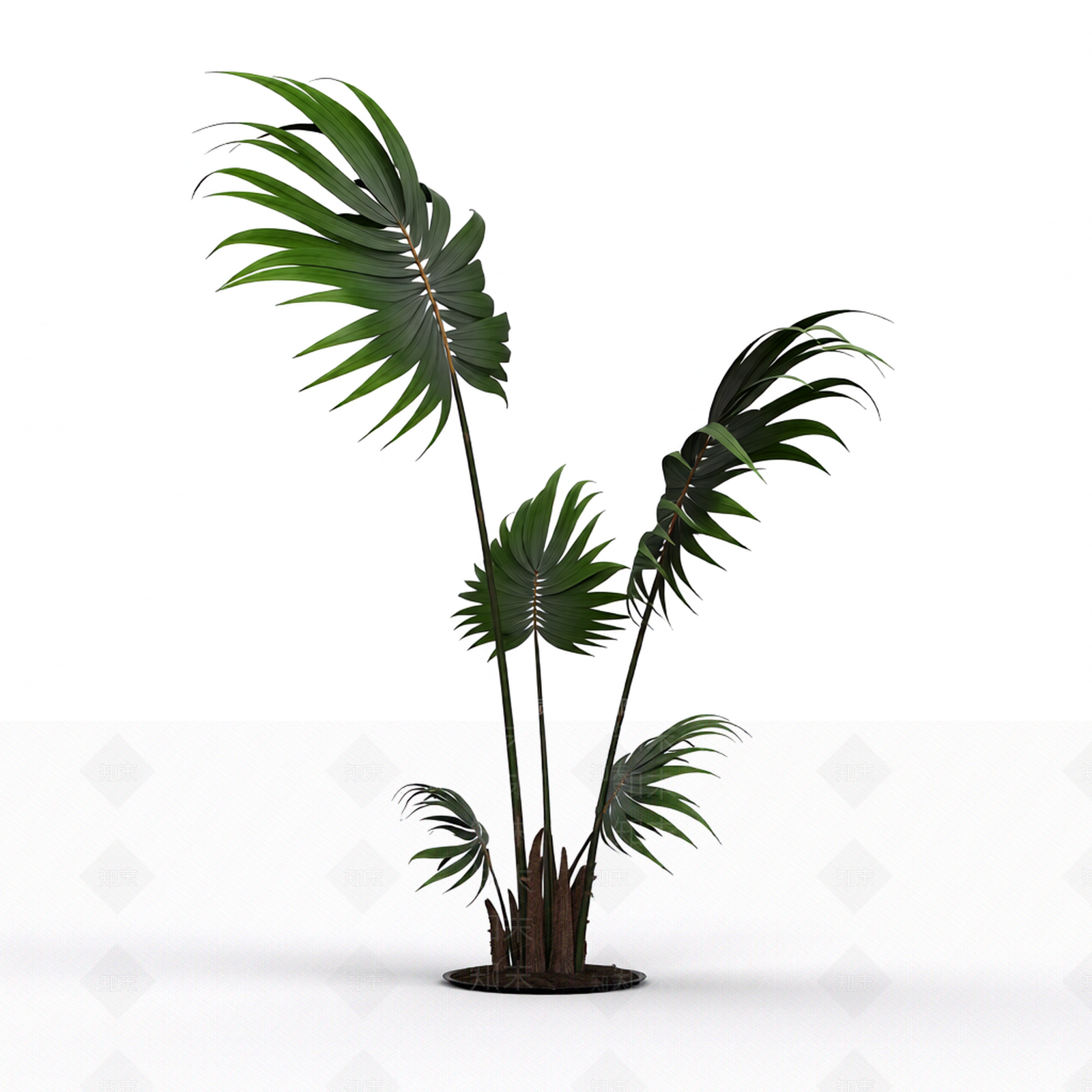 带土完整盆栽植物3D模型下载【ID:1206199974】