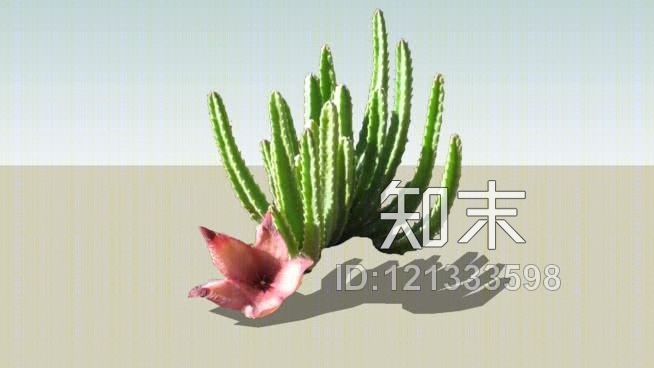 海星仙人掌SU模型下载【ID:121333598】