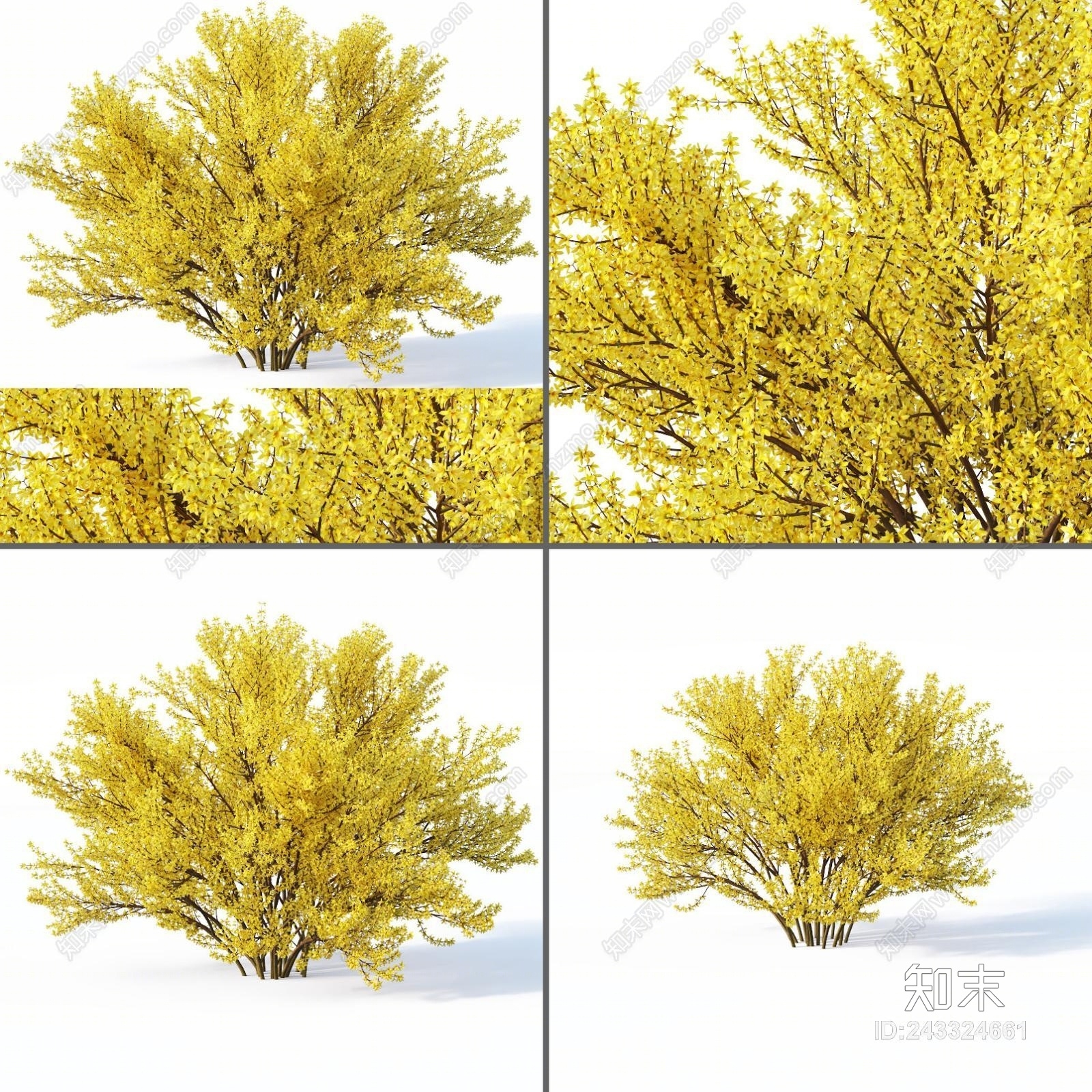 现代庭园观赏灌木植物3D模型下载【ID:243324661】