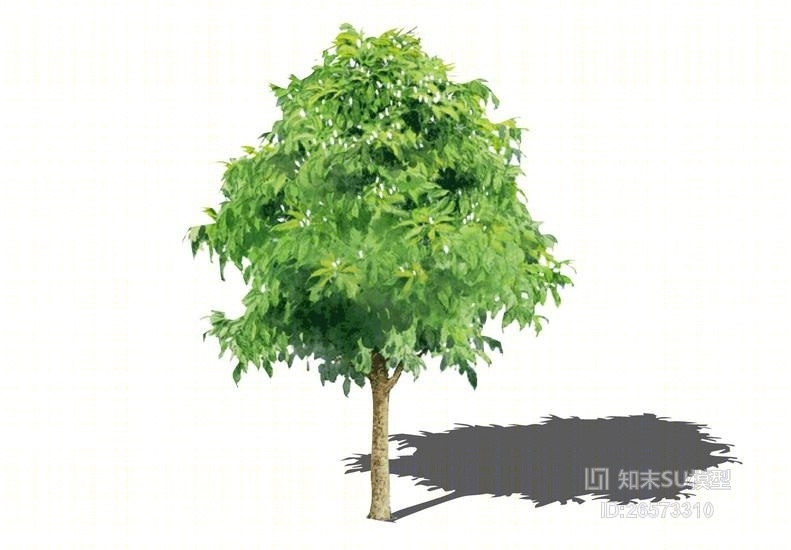 2D水彩风格白兰SU模型下载【ID:26573310】