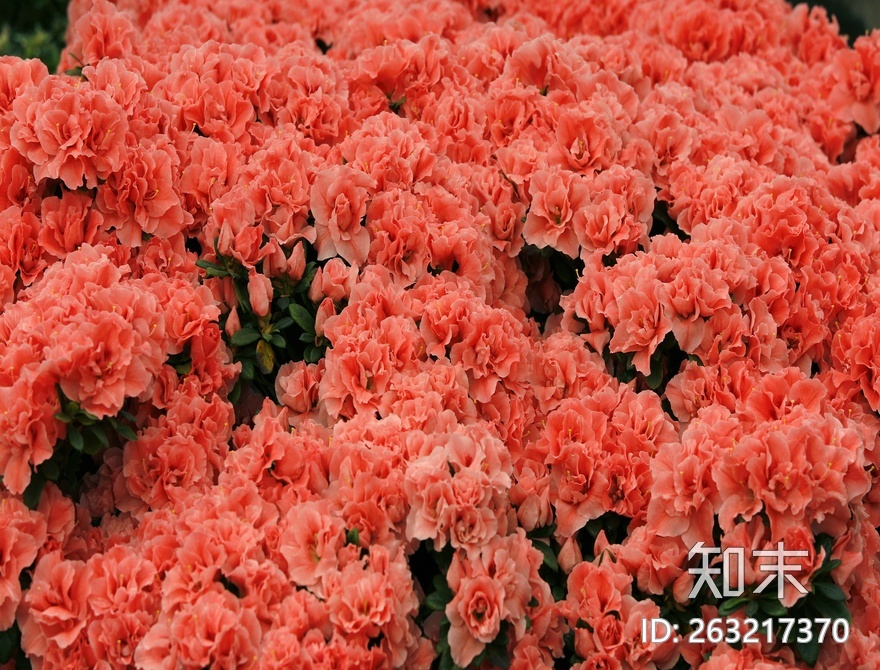 花床贴图下载【ID:263217370】