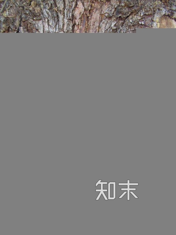 木纹木材-树皮贴图下载【ID:232891381】