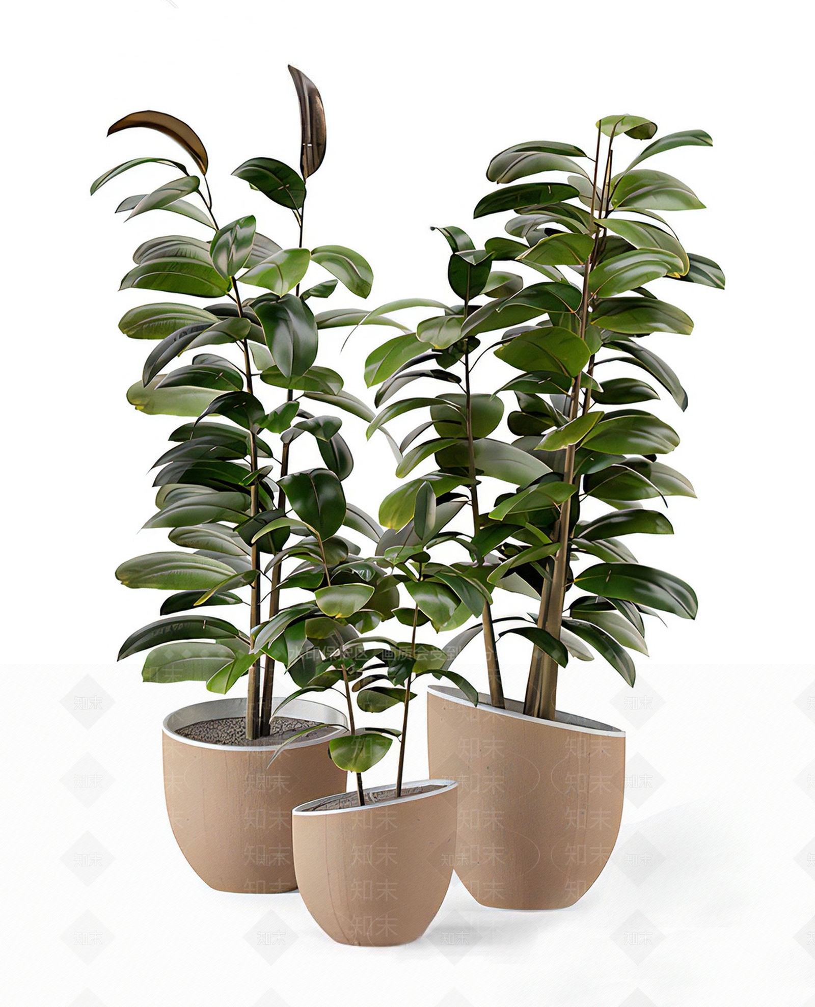 橡皮树绿植盆栽3D模型下载【ID:1117531414】