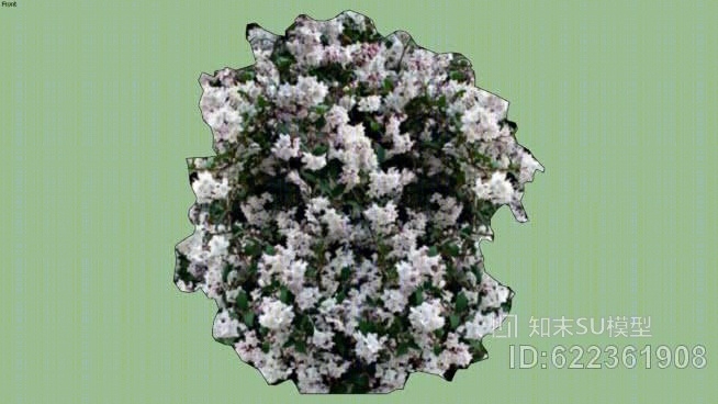 二维kalmia茭白SU模型下载【ID:622361908】