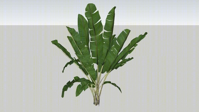 观赏芭蕉香蕉树姬蛙SU模型下载【ID:730147139】