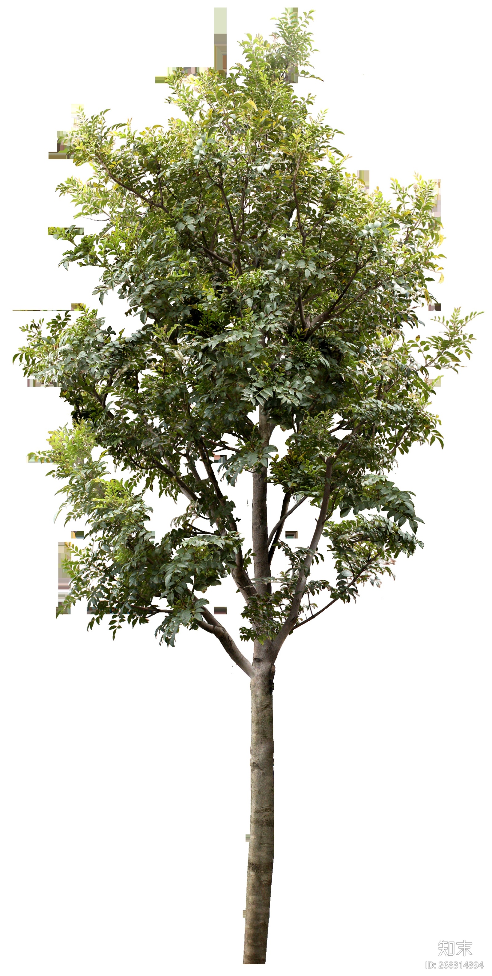 植物高清贴图13贴图下载