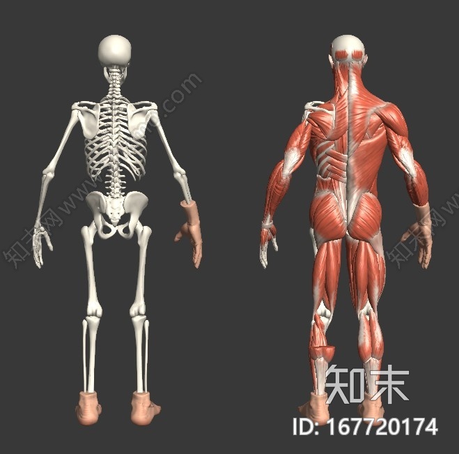 详细人体肌肉和骨骼解剖，还有手和脚的写实模型，人体，肌肉，骨骼，医用，艺用都可以，次时代法线贴图流程CG模型下载【ID:167720174】