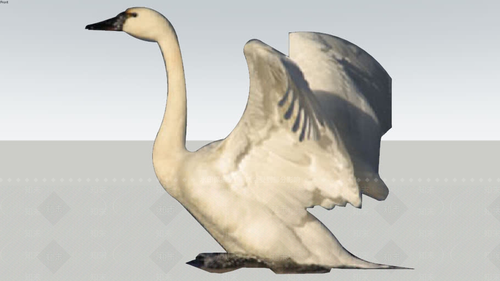 苔原天鹅(面对我)SU模型下载【ID:1161787928】