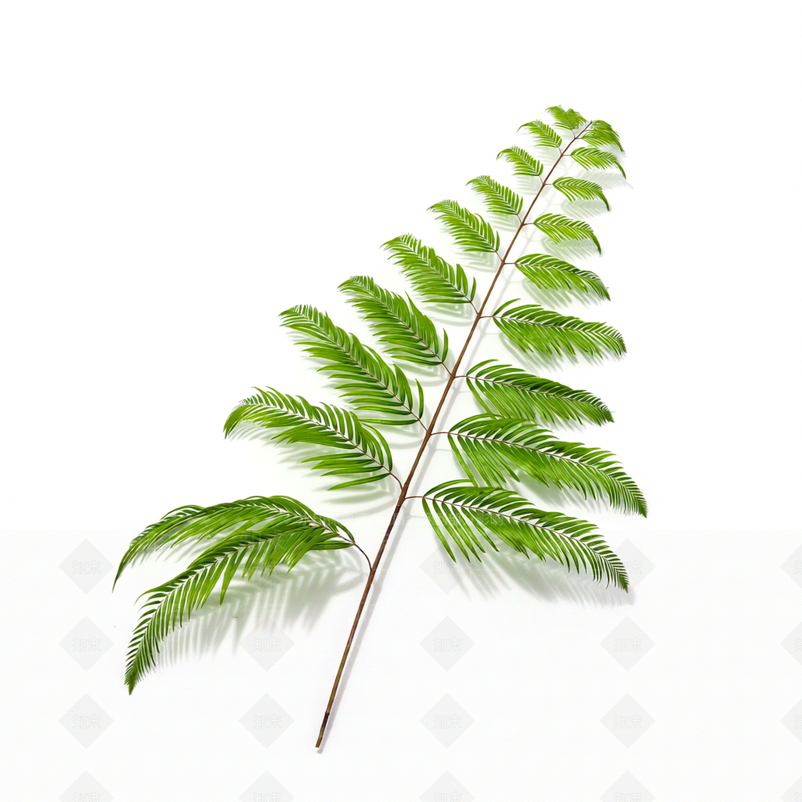 绿色蕨类植物模型3D模型下载【ID:1206190015】