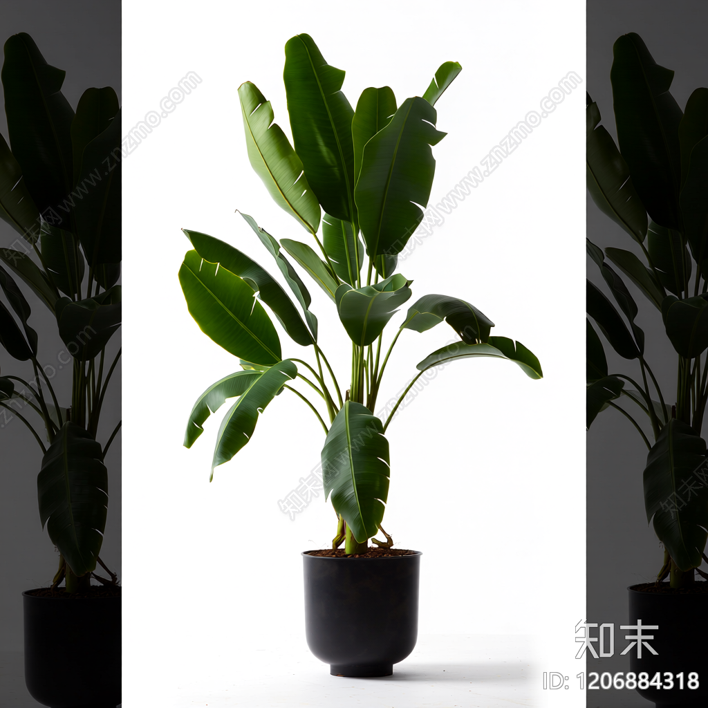 盆栽植物3D模型下载【ID:1206884318】