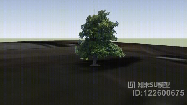 玉兰树SU模型下载【ID:122600675】