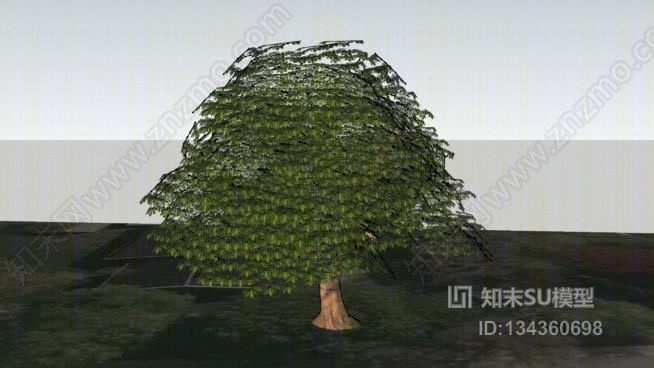 第二部分grosthuizen栗子树SU模型下载【ID:134360698】