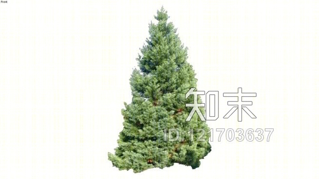 雪松树SU模型下载【ID:121703637】