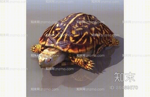 棕色乌龟3D模型下载【ID:80489570】