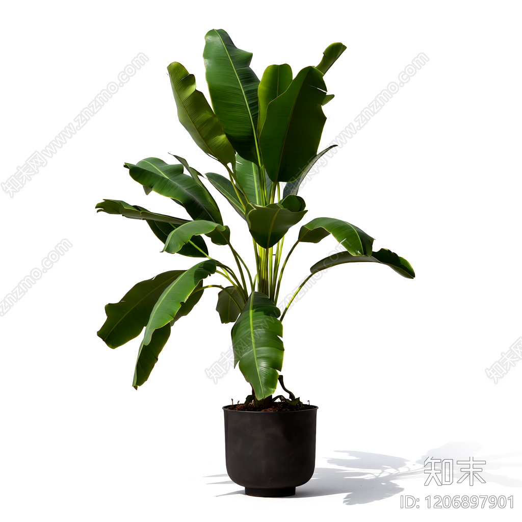 盆栽植物带花盆3D模型下载【ID:1206897901】