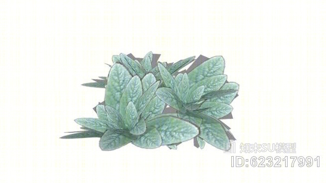 绵毛水苏SU模型下载【ID:623217991】