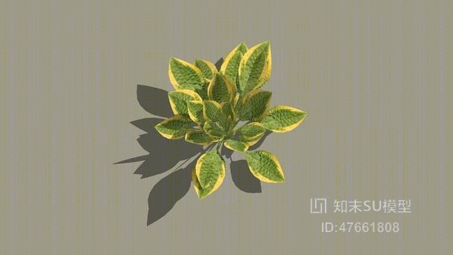 草SU模型下载【ID:47661808】
