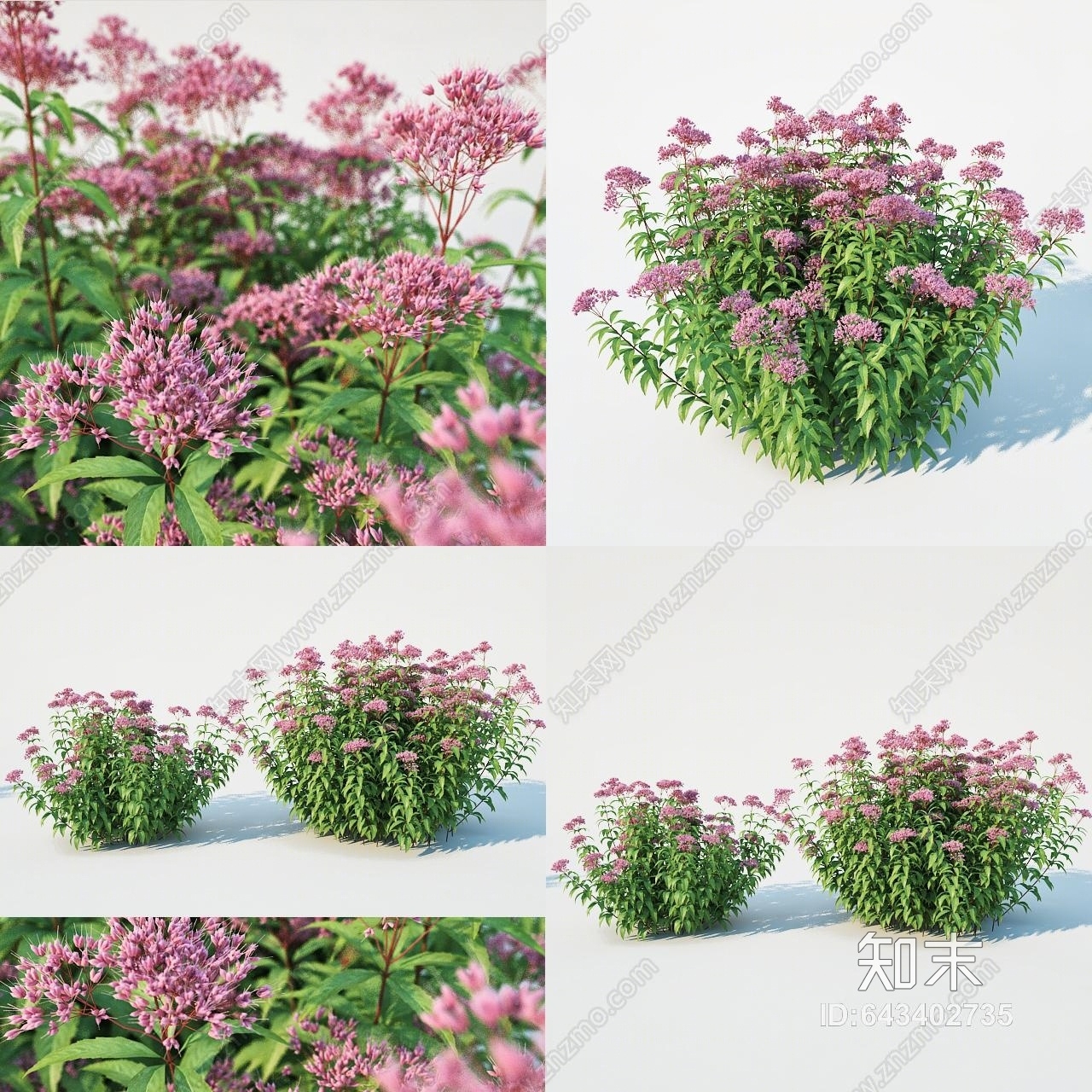 现代花草3D模型下载【ID:643402735】