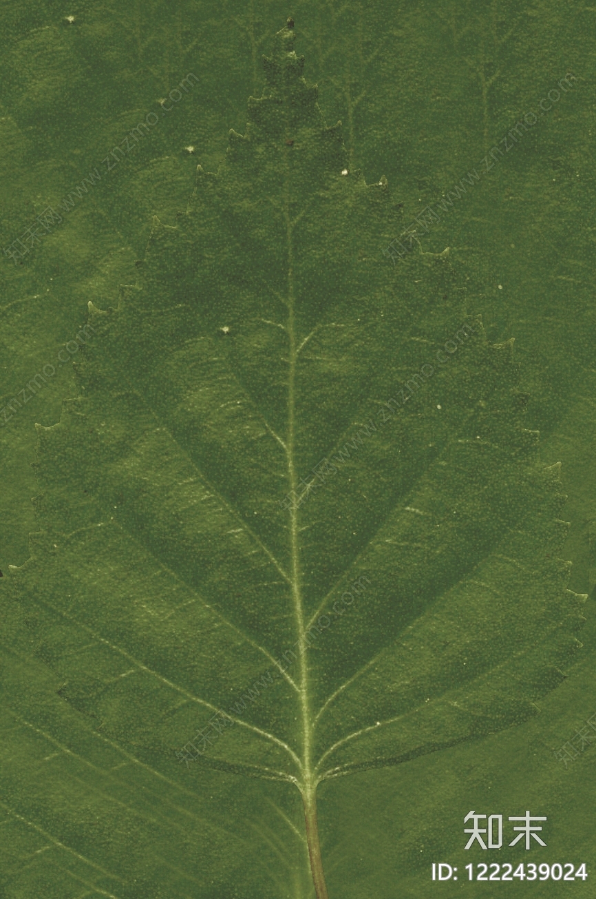 绿植墙贴图下载【ID:1222439024】