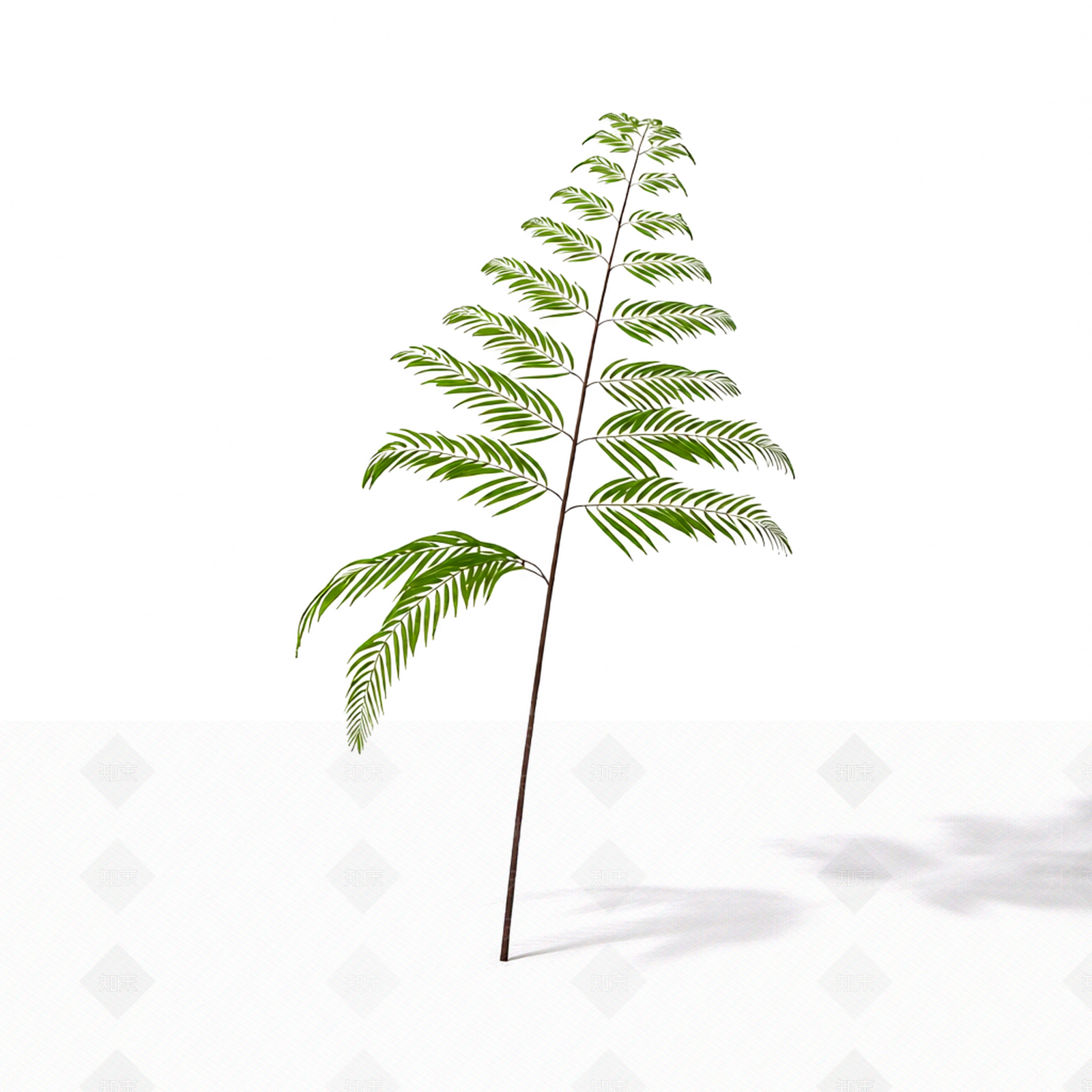 绿色蕨类植物模型3D模型下载【ID:1206188942】