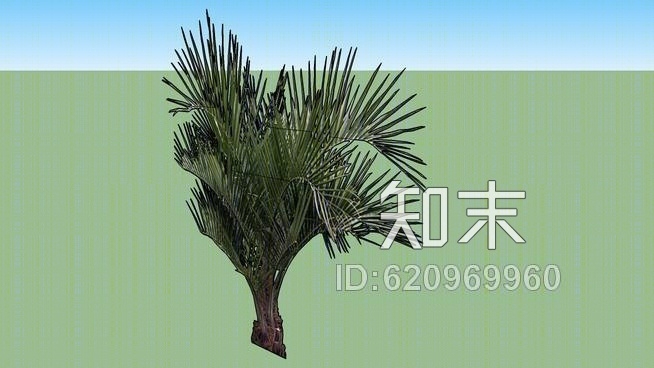 二维棕榈树旋转SU模型下载【ID:620969960】