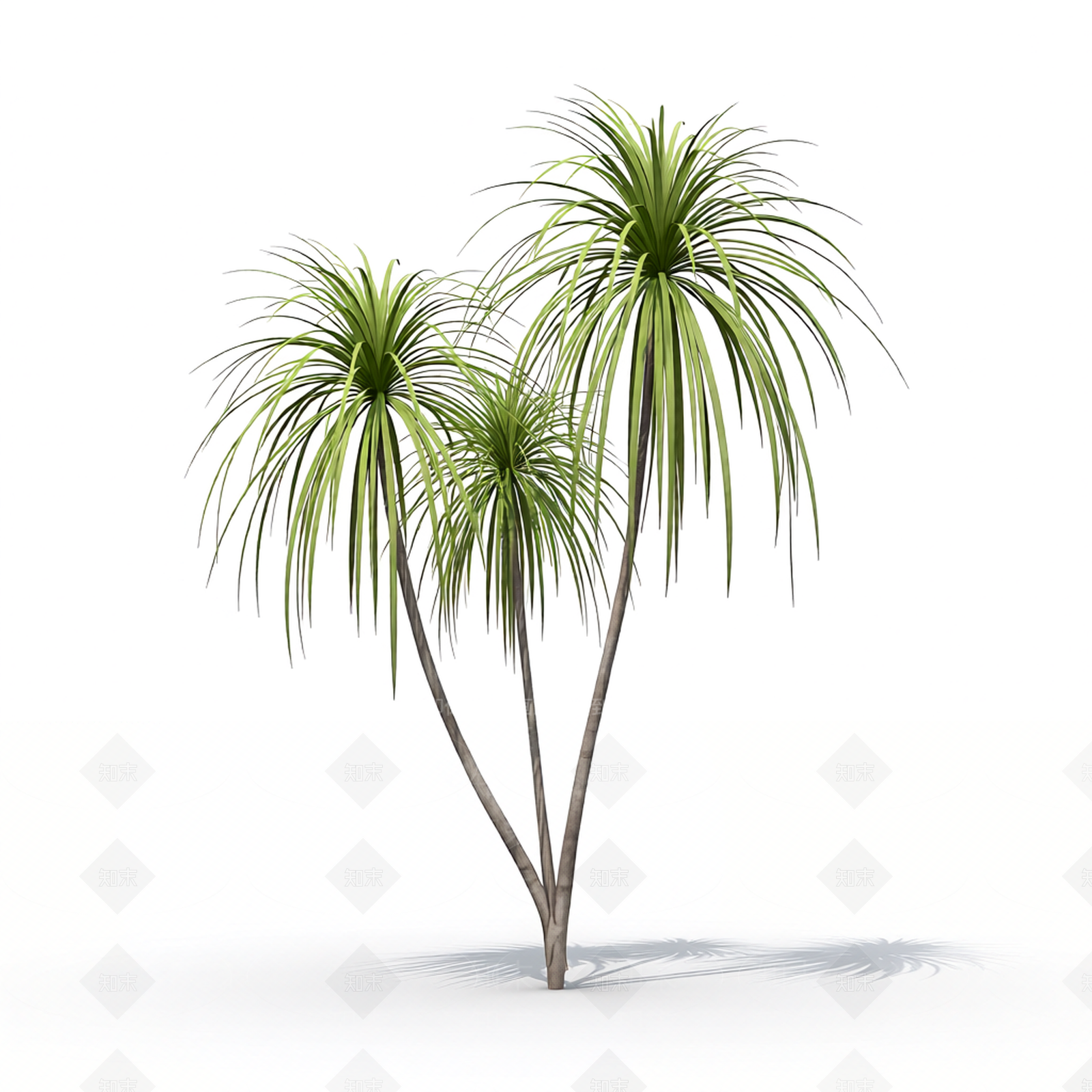 多枝棕榈植物模型3D模型下载【ID:1206194109】
