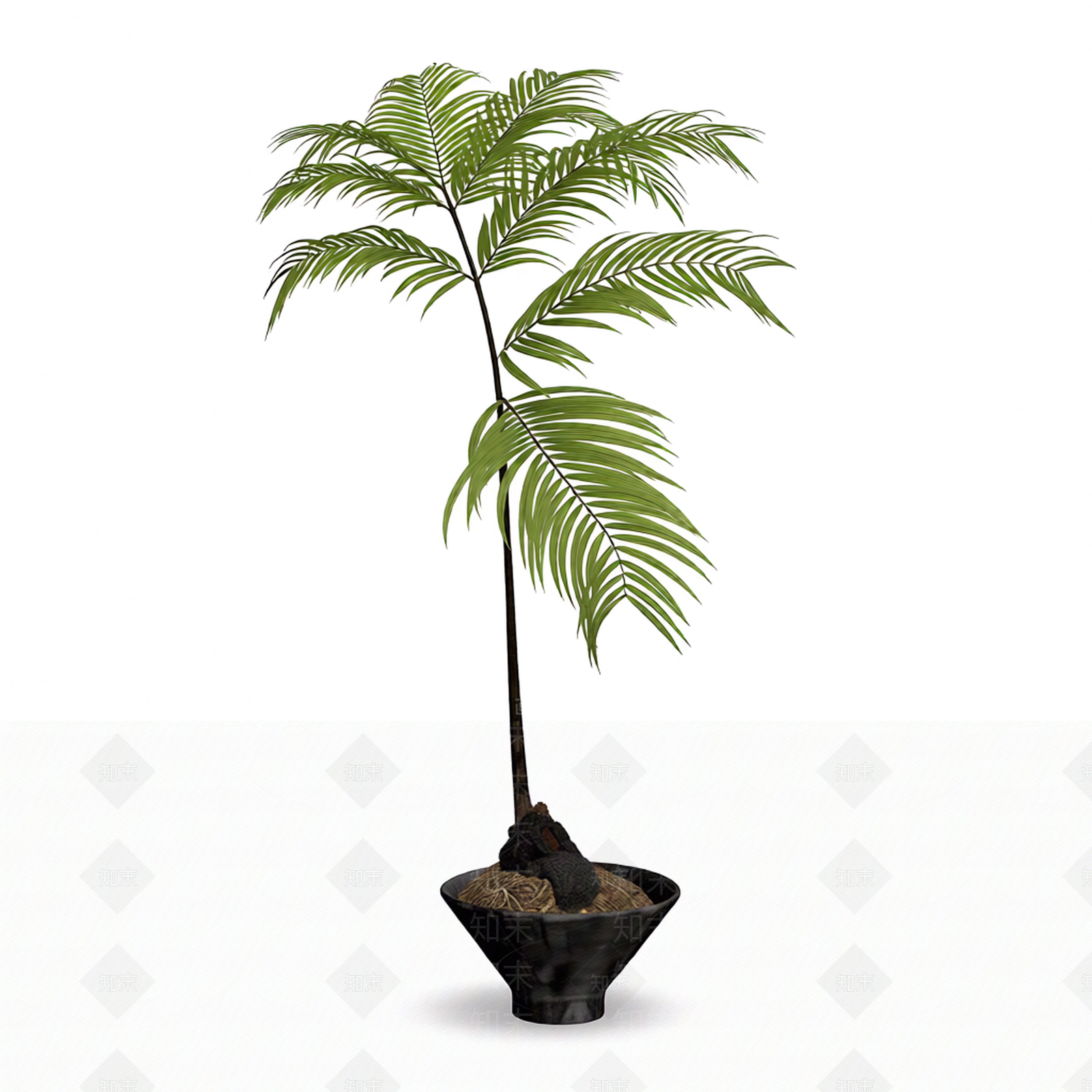 带盆蕨类盆栽3D模型下载【ID:1206201684】