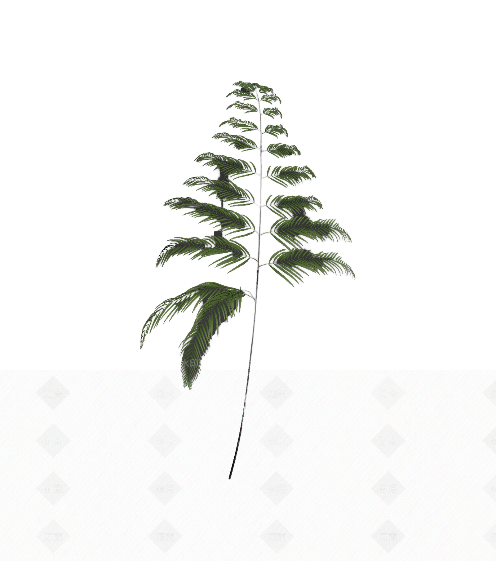 绿色蕨类植物模型3D模型下载【ID:1206189084】