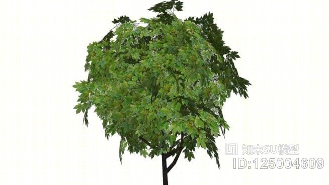 三维树X1SU模型下载【ID:125004609】