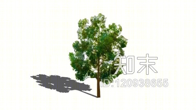 桉树SU模型下载【ID:120938655】