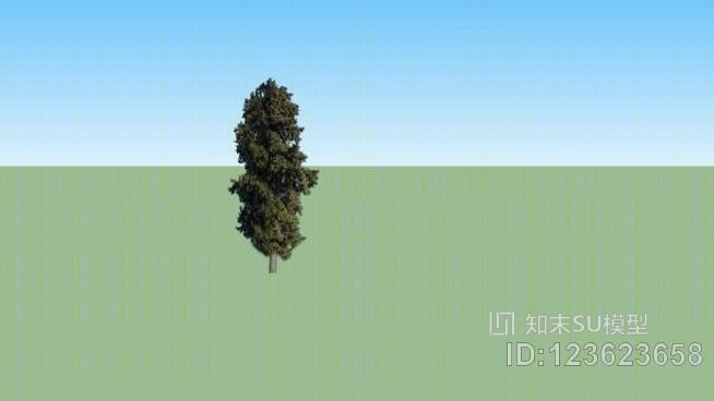 柏树SU模型下载【ID:123623658】