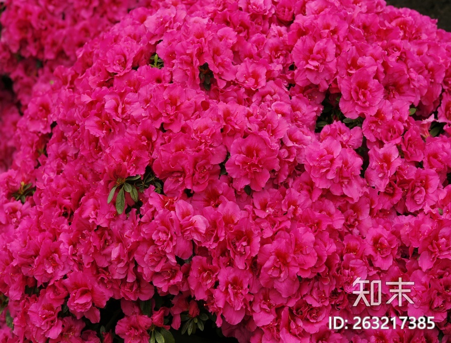花床贴图下载【ID:263217385】