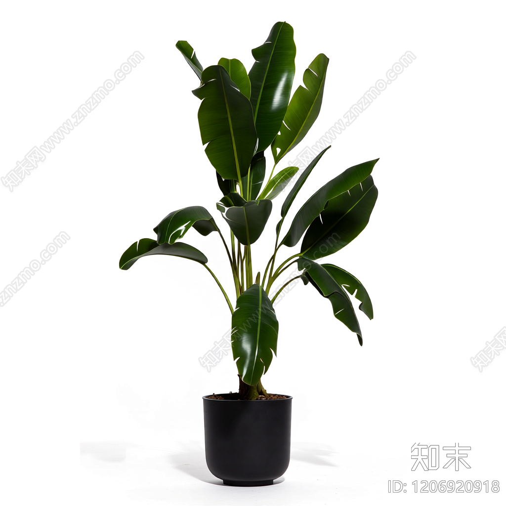 盆栽植物带花盆3D模型下载【ID:1206920918】