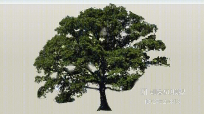 橡树SU模型下载【ID:27320818】