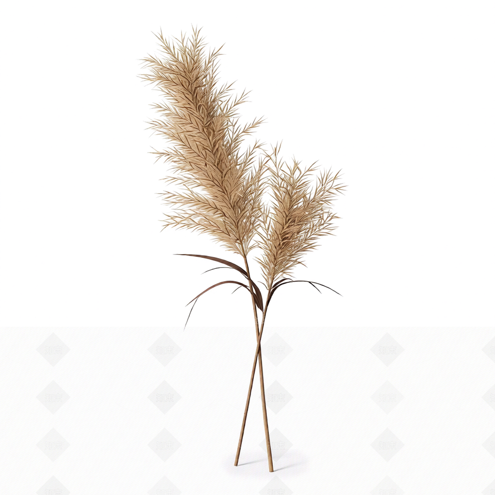 芦苇植物模型3D模型下载【ID:1206187688】