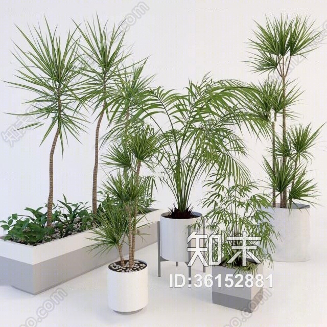 现代千年木散尾葵盆栽组合3D模型下载【ID:36152881】