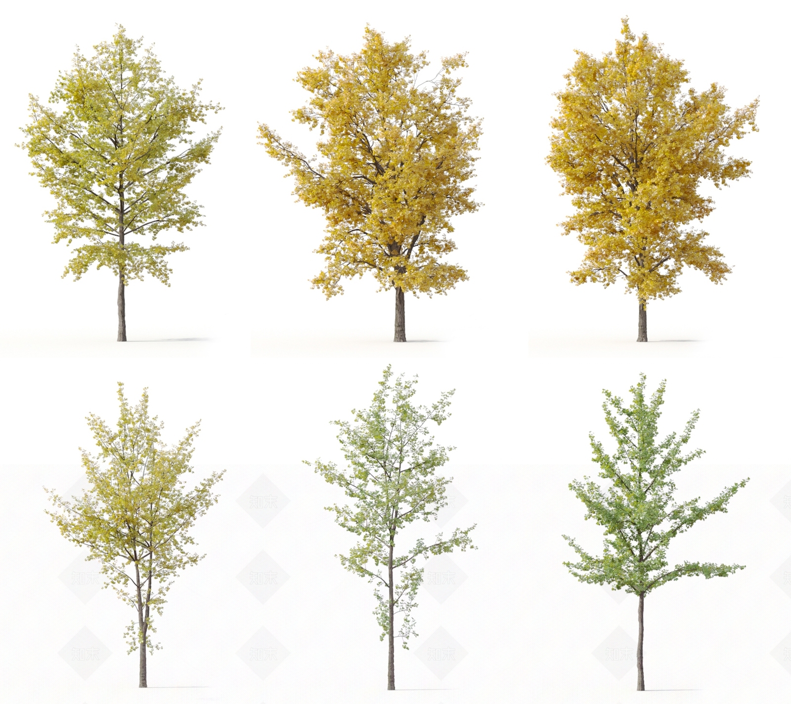 现代景观树行道树庭院树植物花草3D模型下载【ID:335796929】