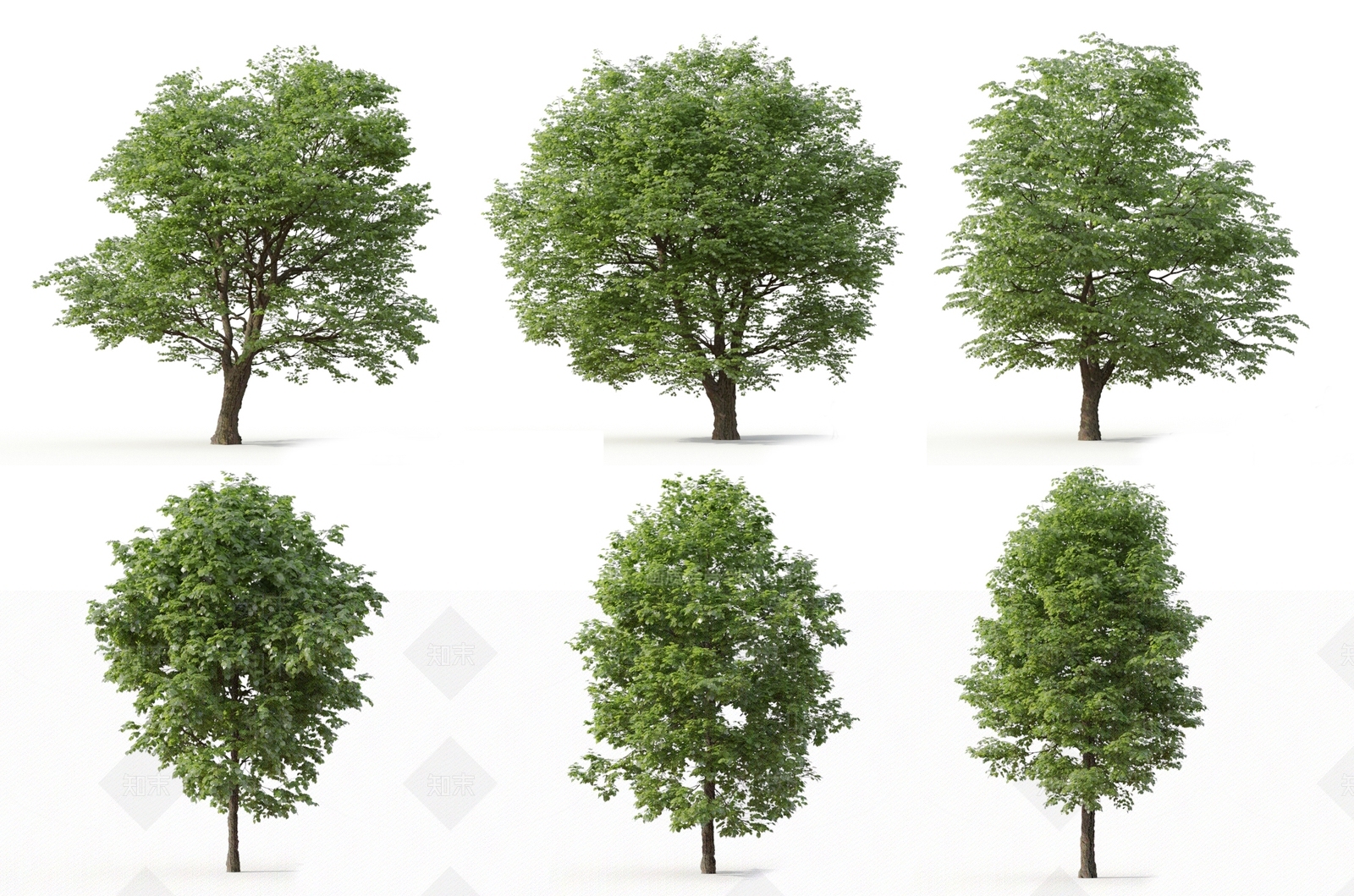 现代景观树行道树庭院树植物花草3D模型下载【ID:335796941】