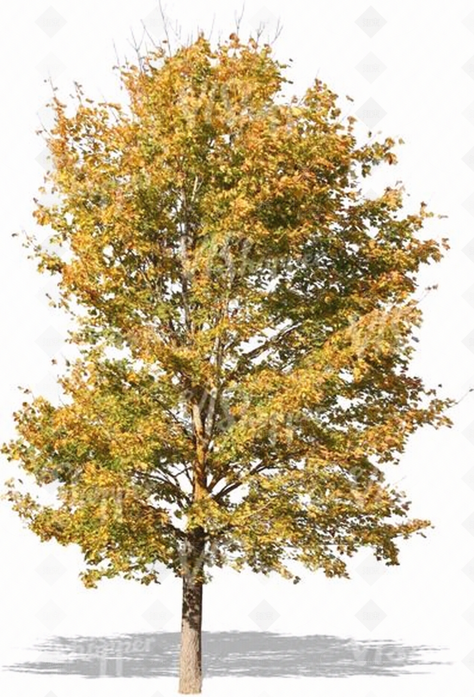 秋天的树木贴图下载【ID:253401492】