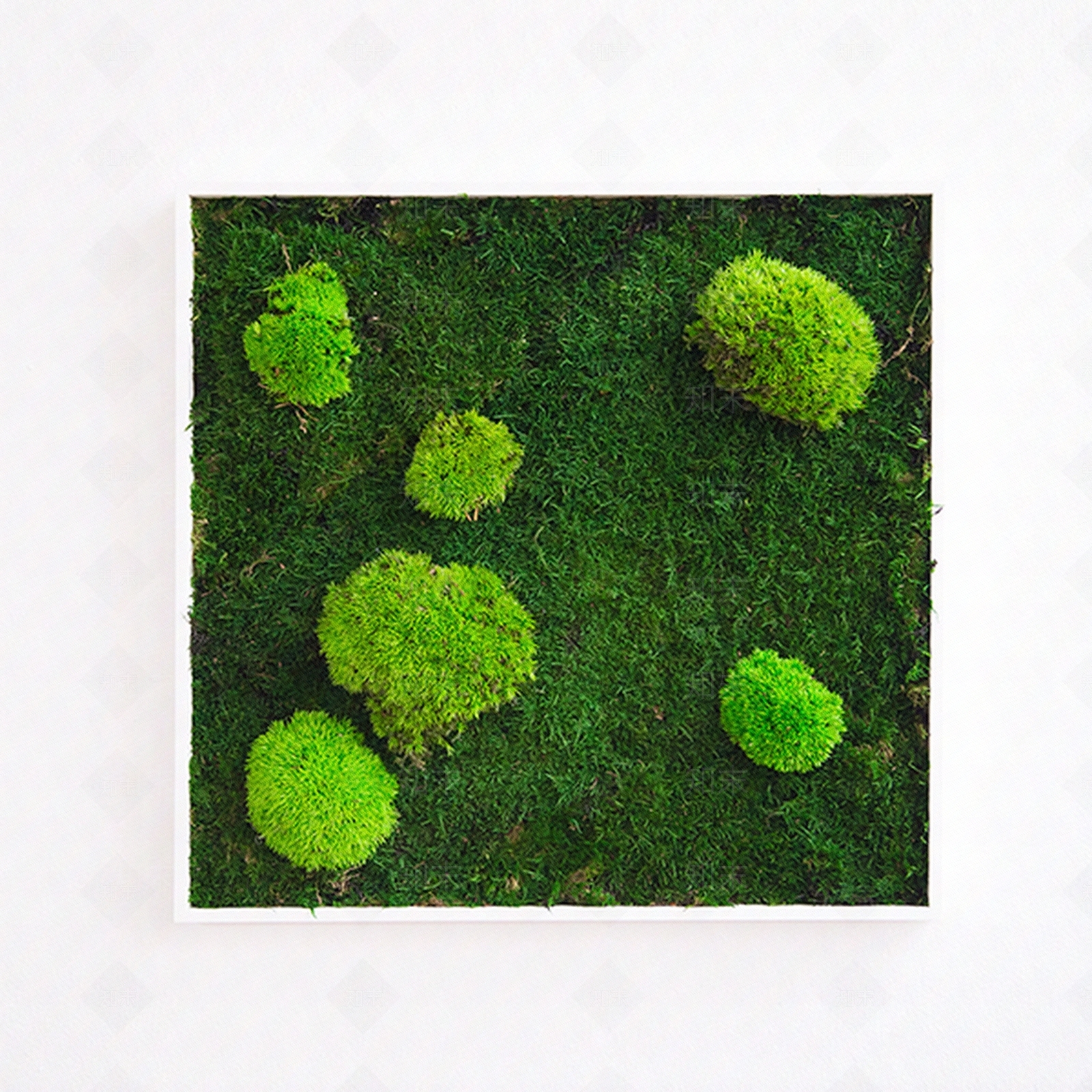 植物墙贴图下载【ID:253441995】