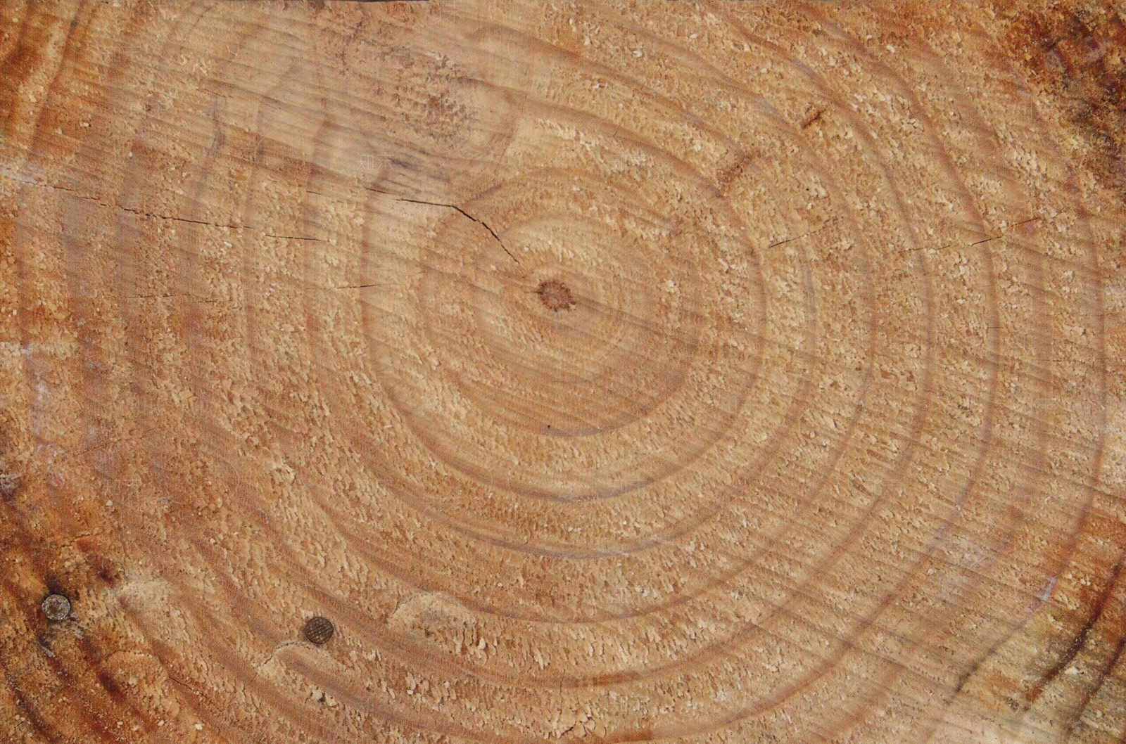 树干切面贴图下载【ID:855021106】