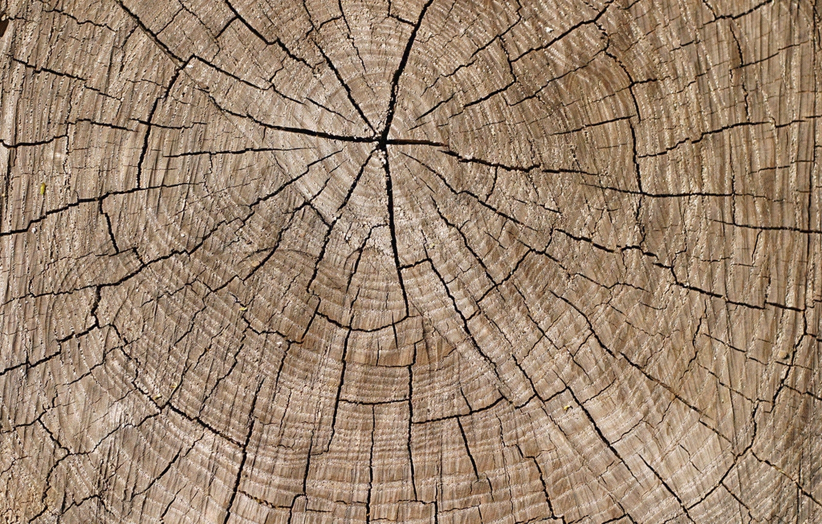 树干切面贴图下载【ID:855021145】