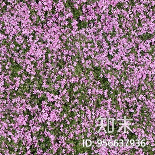 鲜花贴图下载【ID:956637936】