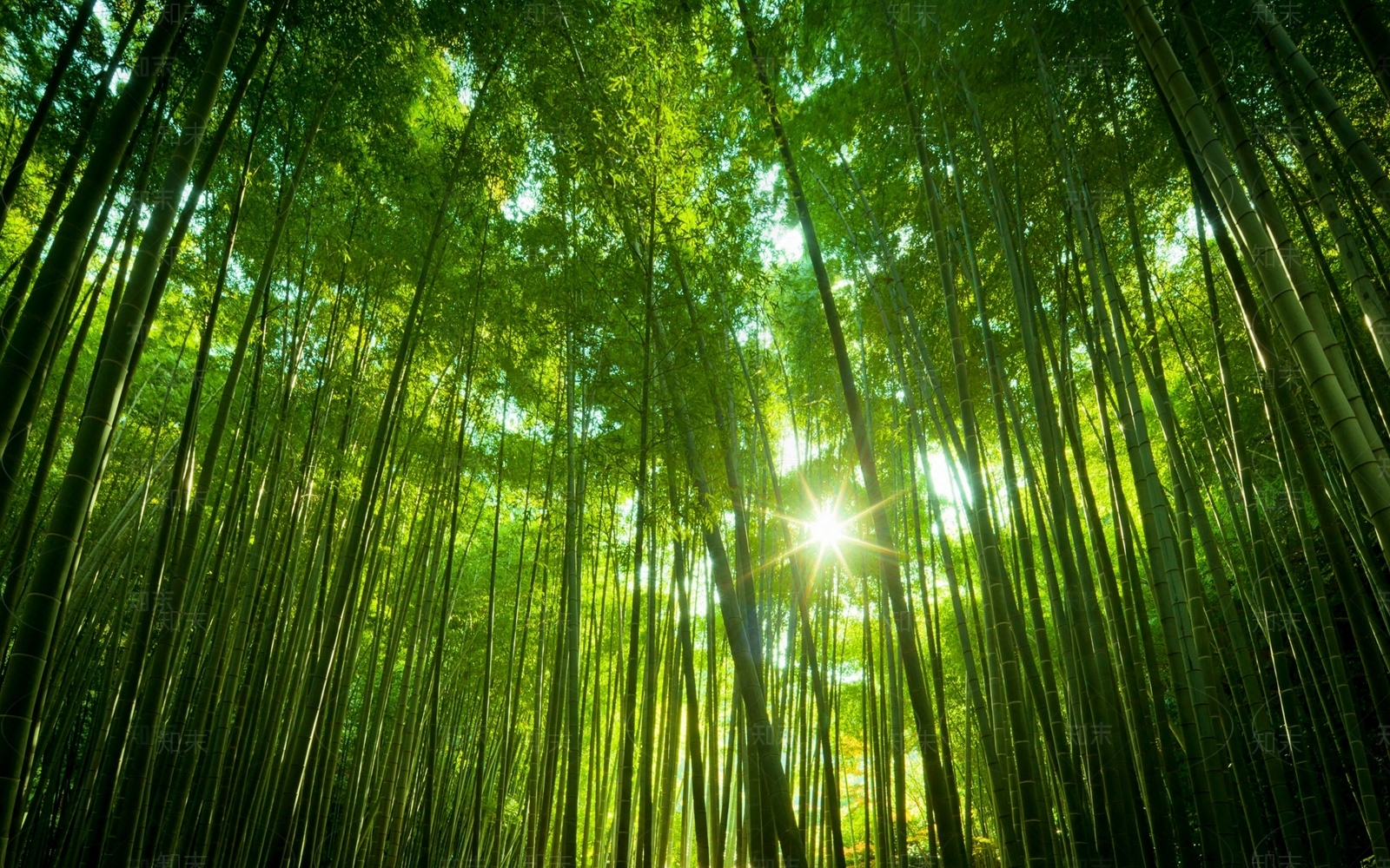 高清黄色树林竹林壁纸贴图贴图下载