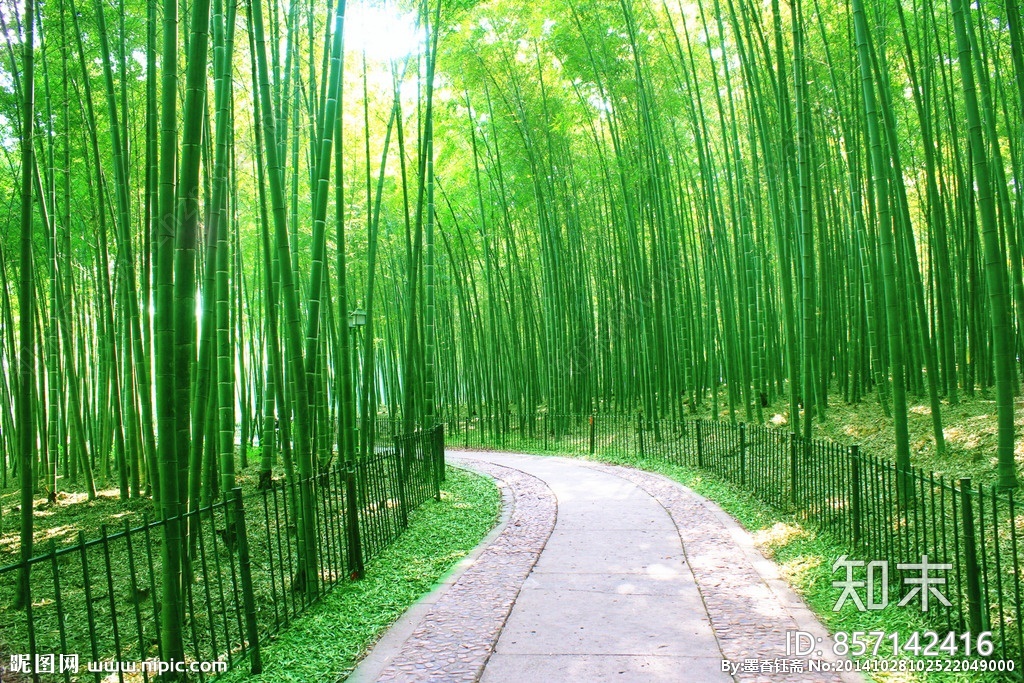 高清綠色樹林竹林壁紙貼圖貼圖下載